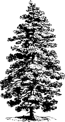 árvore do tipo pinheiro